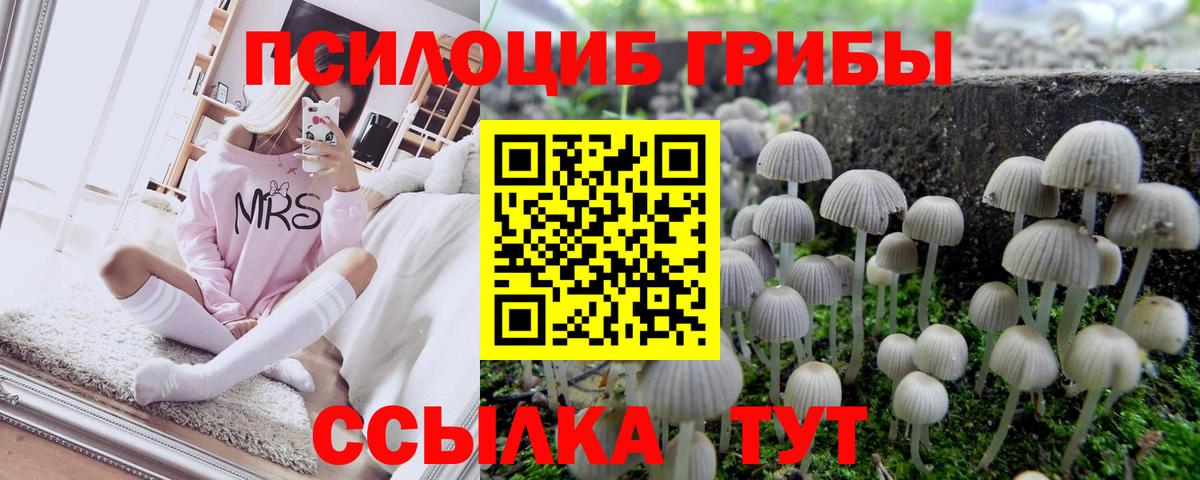 Псилоцибиновые грибы Psilocybine cubensis Ковров