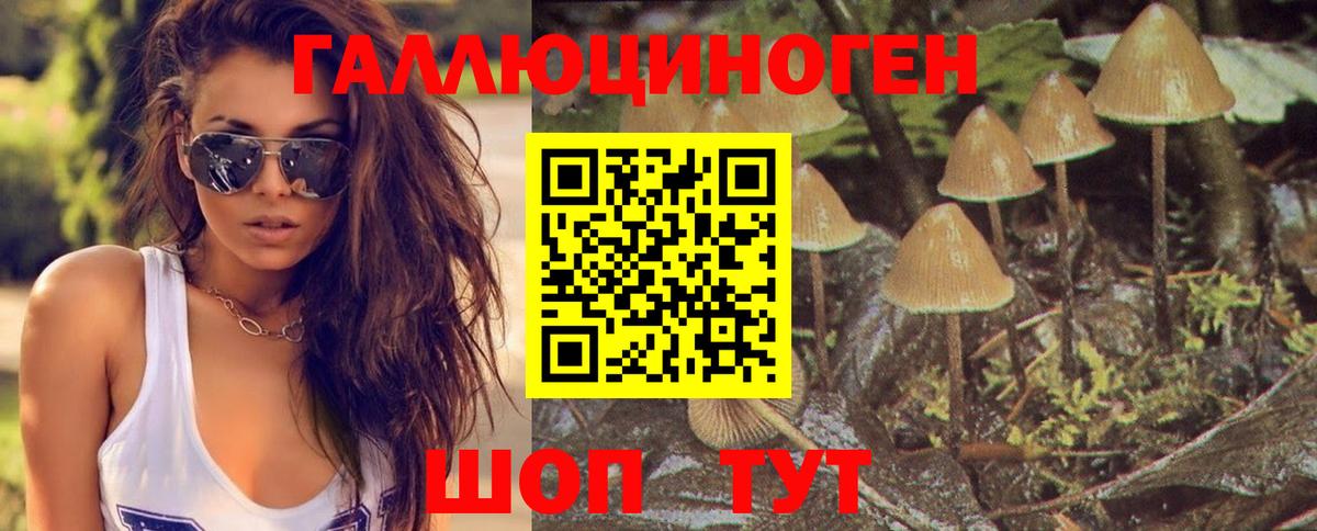Ковров  где купить   Вход с VPN  Псилоцибиновые грибы Psilocybine cubensis 
